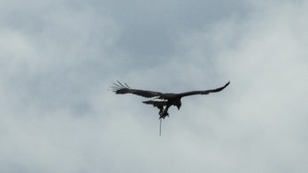 Golden eagle spotted flying in Scotland with trap attached to leg