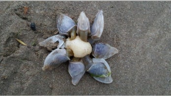 Mysterious sea creature spotted on beach draws 'Alien' comparison: 'Fascinating!'