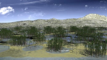 419 million-year-old fossilized forest discovered in China