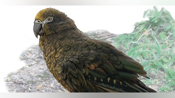 Fossils of 'Squawkzilla,' 19 million-year-old cannibal parrot, found in New Zealand