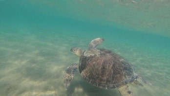 Green turtles are dying because they're eating plastic that looks like food