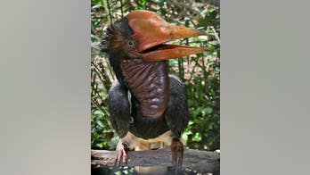 Hundreds of parts from endangered birds reportedly found for sale via Facebook