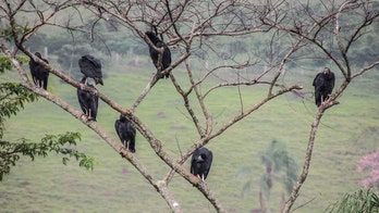 Black vultures terrorizing Pennsylvania town