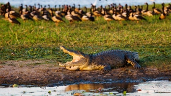 Crocodile shocks anglers, snatches catch off the line