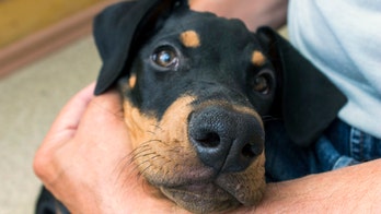 YouTube star seen hitting dog in video receives threats; police investigating possible animal abuse