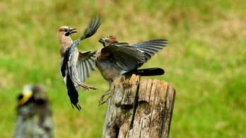 Jaybirds caught fighting over lunch in stunning pics