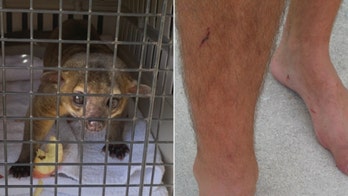 Kinkajou barges into Florida woman's apartment, attacks her boyfriend, officials say