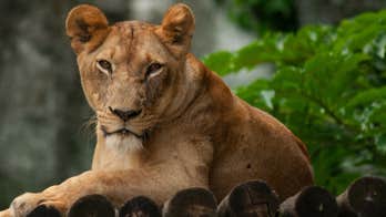 'Lion Man' mauled to death by his captive big cats; animals shot to death