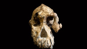 Secrets of 'Lucy' ancestor revealed in 'remarkably complete,' 3.8-million-year-old skull