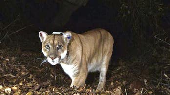 Dog killed by mountain lion while on a walk in Los Angeles