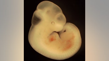 Japanese scientists plan to create human-mouse hybrids. Here's how.