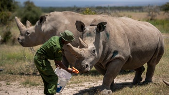 Innovative fake rhino horn may curb poachers' market, scientists say