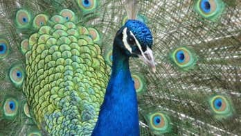 Miami to tackle its peacock problem with plans for humane removal