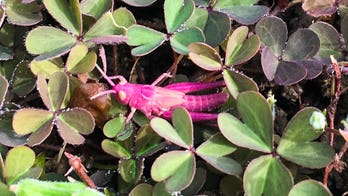 Pink grasshopper, unusual and 'extremely rare,' spotted in UK garden