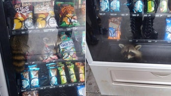SEE THE VIDEO: Florida deputies rescue raccoon from vending machine