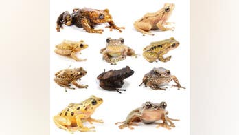 New species of rain frogs discovered