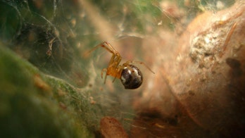 Spiders are getting angrier because of evolutionary trick to survive ‘climate chaos’