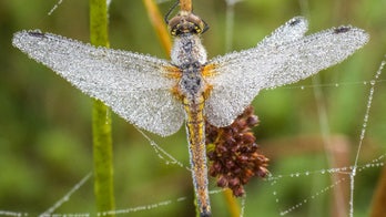 Wildlife photographer captures images of dragonflies covered in dew: It 'clung to their bodies like jewels'