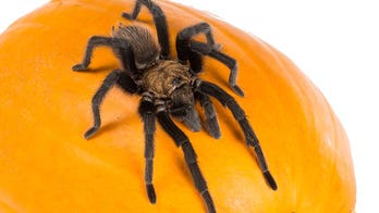Thousands of tarantulas set to crawl through Colorado searching for mates