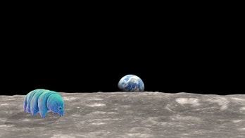 Thousands of tardigrades stranded on the Moon after lunar lander crash