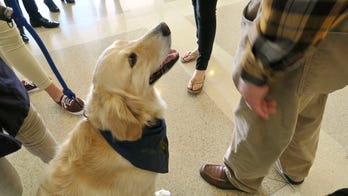 Service dogs travel to El Paso to comfort victims and first responders: 'These dogs can reach places in the heart no human can'