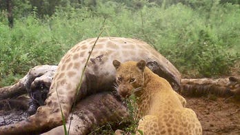Rare 'strawberry' leopard spotted in South Africa