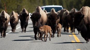 Video captures Yellowstone bison ramming rental car during stampede