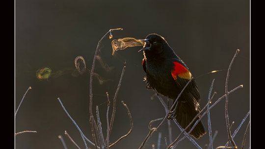 Incredible bird pictures from the 2019 Audubon Photography Awards