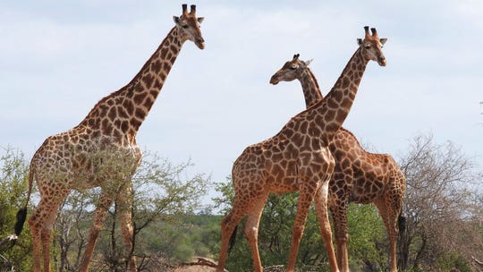 Wildlife committee votes to protect giraffes as endangered species for the first time