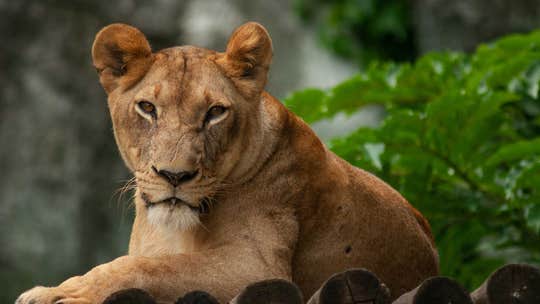 'Lion Man' mauled to death by his captive big cats; animals shot to death