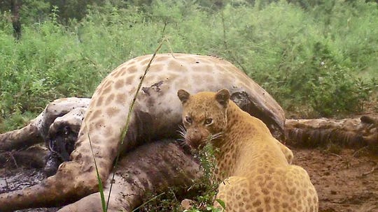 Rare 'strawberry' leopard spotted in South Africa