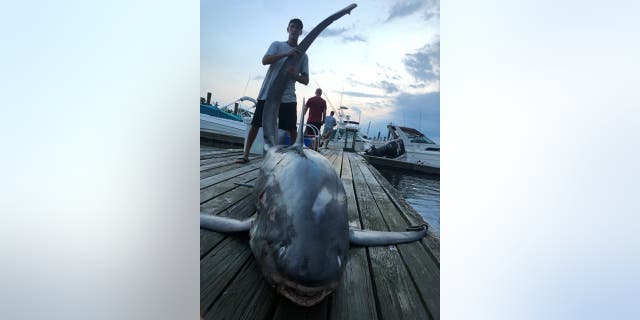 Friends Joseph Egitto, Pat Salvato and Frank Pomponio made the “catch of a lifetime” when they reeled in a 510-pound Thresher shark measuring nearly 8 feet long off the coast of New Jersey on Sunday.