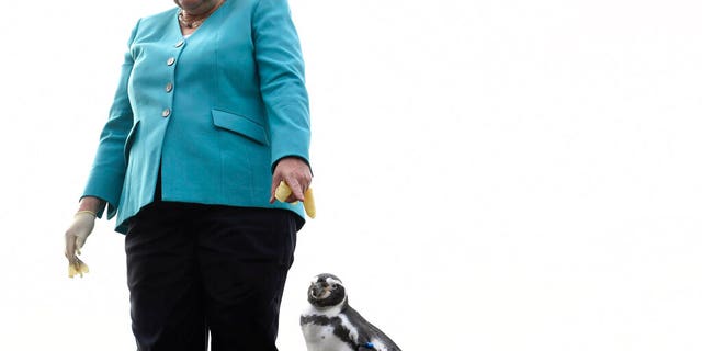 German Chancellor Angela Merkel stands next to a penguin after feeding it a treat, on the roof of the Ozeaneum in Stralsund, Germany, Tuesday, Aug. 13, 2019.