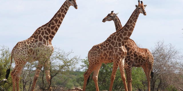 Giraffes in Kriger National Park, South Africa. A wildlife panel moved to protect giraffes as an endangered species Thursday.