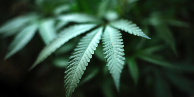 In this Aug. 15, 2019, file photo, marijuana grows at an indoor cannabis farm in Gardena, Calif. (AP Photo/Richard Vogel, File)