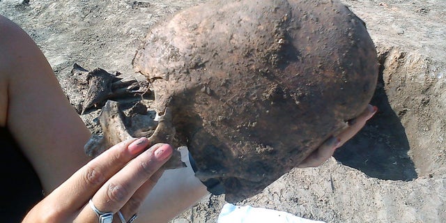 The elongated skull during the excavation. (© D. Los/Kaducej Ltd)