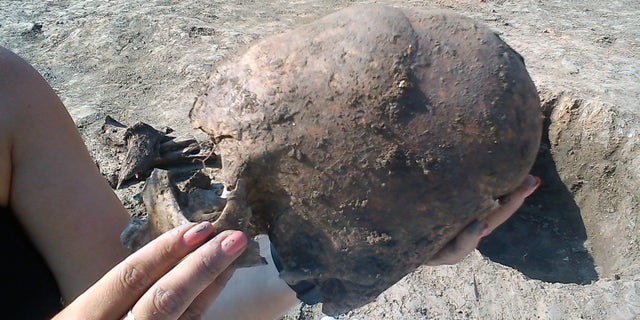 The elongated skull during the excavation. (© D. Los/Kaducej Ltd)