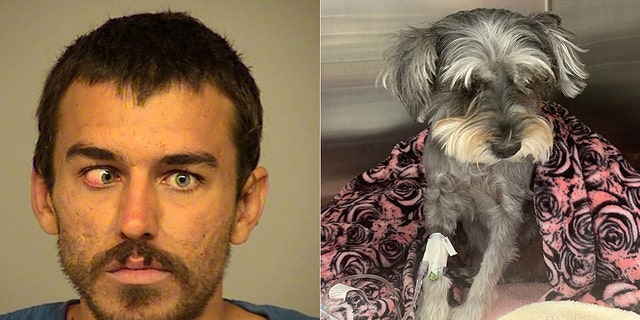 Dylan McTaggert, 25, allegedly kicked Sophie the dog 15 feet in the air, leaving her with a collapsed lung and displaced heart, police said.