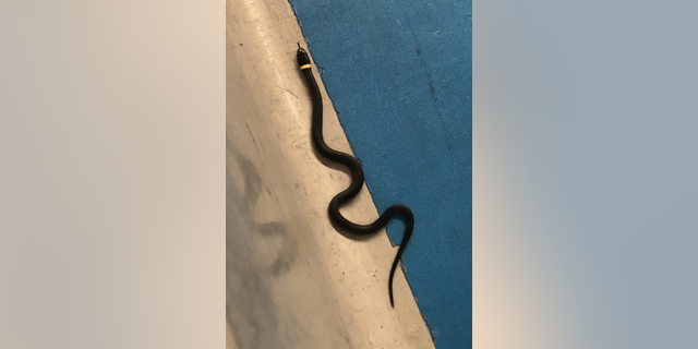 The 15-inch ring-necked snake was spotted on the floor of the Terminal C checkpoint by a young passenger and reported to the TSA.