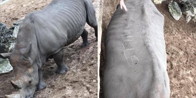 A French zoo blasted the “stupidity” of its visitors on Wednesday after some scratched their names on a rhino’s back.