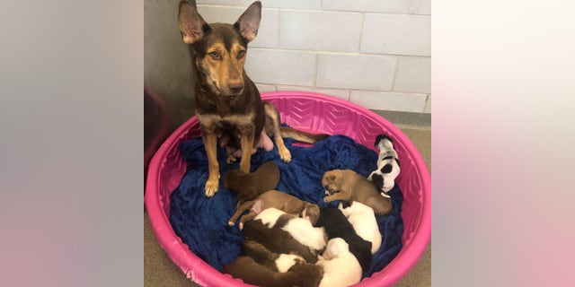 Hearts and Bones Rescue in Dallas, Texas, took in the 5-week-old stray puppy, along with her mom and 10 siblings from Dallas Animal Services, a shelter with the third-highest number of animal intakes in the entire country.