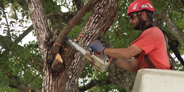 Tree trimmers in Brevard County, Florida are busy ahead of Dorian's potential arrival.