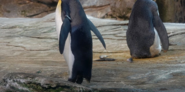 August 9, 2019, Berlin: The gay penguins Skipper and Ping in their zoo enclosure.