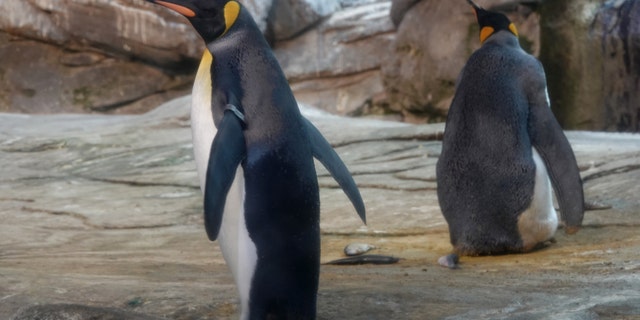 August 9, 2019, Berlin: The gay penguins Skipper and Ping in their zoo enclosure.