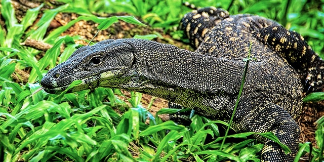 Australian Couple Bit By Goanna Lizard While Trying To Save Their Dog 