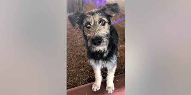 Before he got the leading role in the new "Lady and the Tramp" live-action movie, Monte was in the Mesilla Valley Animal Shelter in Las Cruces and then transferred to HALO Animal rescue in Phoenix where he was adopted and cast in the movie.
