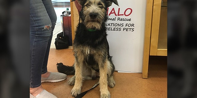 Arizona shelter dog Monte will play "Tramp" in the upcoming Disney remake of the film.
