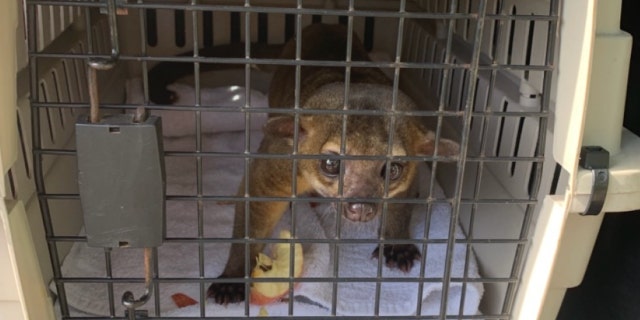 A kinkajou ran into a Florida apartment and attacked a man who had opened the front door to leave to work, according to officials.