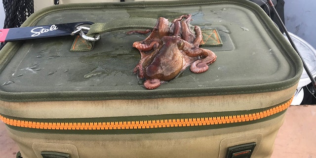 Now, Bisceglia knows the octopus thing was "a very big mistake that I will never forget."