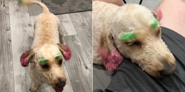 Graziella Puleo said her goldendoodle, Lola, came back from the groomer with neon green eyebrows and ears.